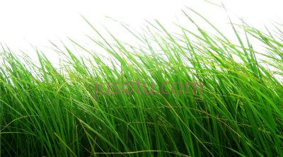 花草,cb flower grass PNG