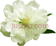 白花, PNG