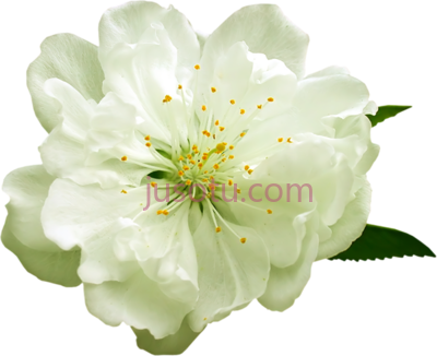 白花,white flowers art PNG
