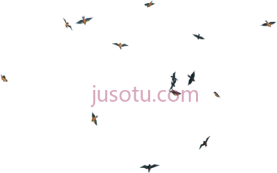 飞鸟,flying birds transpareng PNG