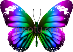 彩色蝴蝶PNG