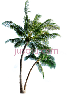 棕榈树椰子,palmeras para PNG