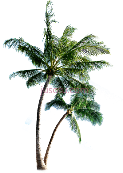 棕榈树椰子,coqueiros palm tree tumblr PNG