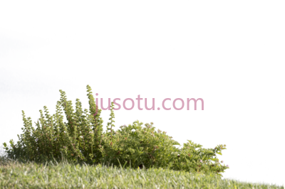 草地,cut out grass PNG
