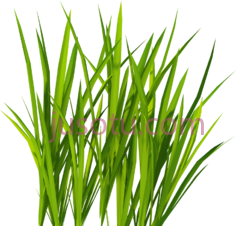绿草PNG