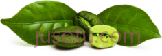 青咖啡豆PNG