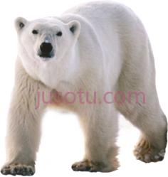 北极熊PNG