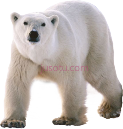 北极熊,polar bear three walking animals PNG