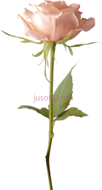 单瓣粉红色玫瑰,single pink rose PNG
