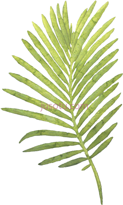 热带棕榈椰子叶,large piece coco leaves hand painted watercolor PNG