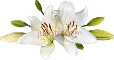 复活节百合,easter lily PNG