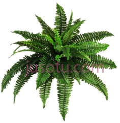 植物PNG
