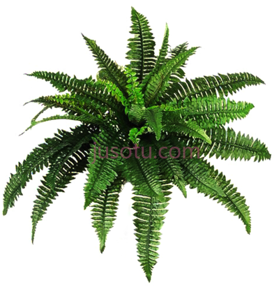 植物,plant PNG