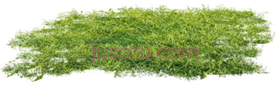 地苔藓,ground PNG