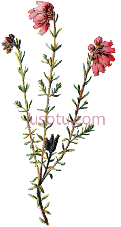 怀旧野花,wild flowers PNG