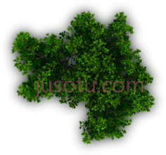 灌木PNG