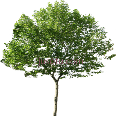 绿树,single tree PNG