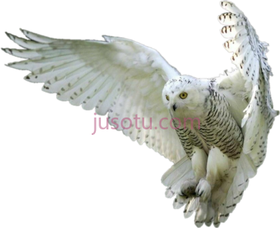 猫头鹰飞,owls whiteowl hedwig forest fly birds PNG