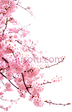 樱花,sakura cherry blossom PNG