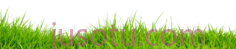 草PNG