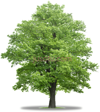 树木,mapple trees in co PNG