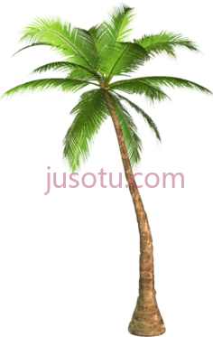 棕榈树PNG