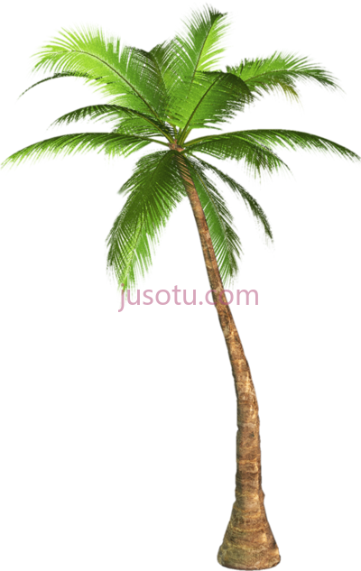 棕榈树,palm tree PNG