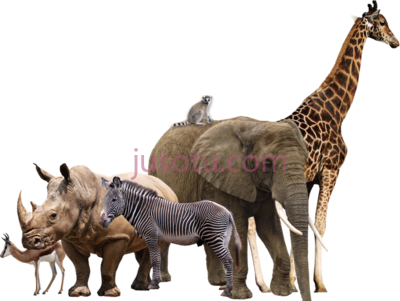 非洲野生动物,wild animals african PNG
