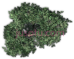 树木PNG