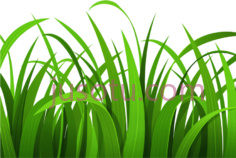 草PNG