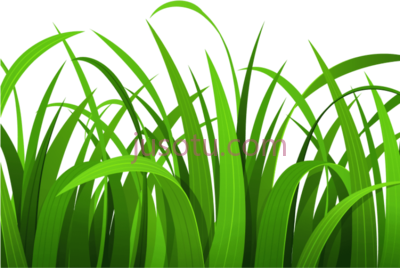 草,best grass and flowers PNG