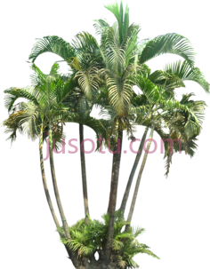 热带植物,plants PNG