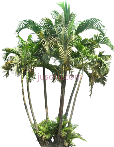 热带植物,tropical plant PNG
