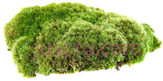 青苔PNG
