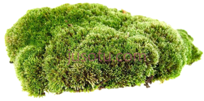 青苔,moss black and white PNG