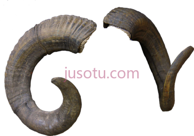 羊角,sheep horn PNG