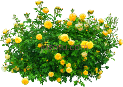 黄花丛,flowers bush yellow nature PNG