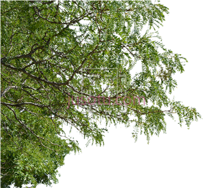 树枝,tree branches royalty foreground cutout PNG