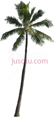 棕榈树PNG