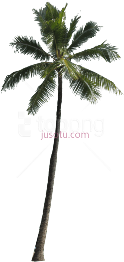 棕榈树,palm tree PNG