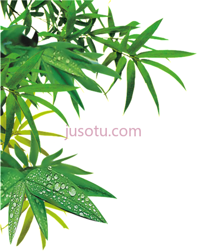 竹子叶,this product bamboo PNG