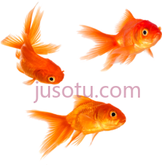 金鱼PNG