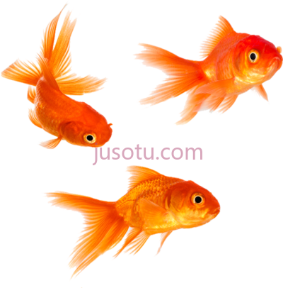 金鱼,animal magic goldfish PNG