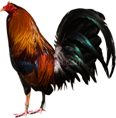 公鸡,rooster silhouette PNG