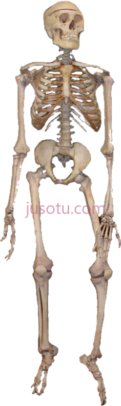 人体骨骼, PNG