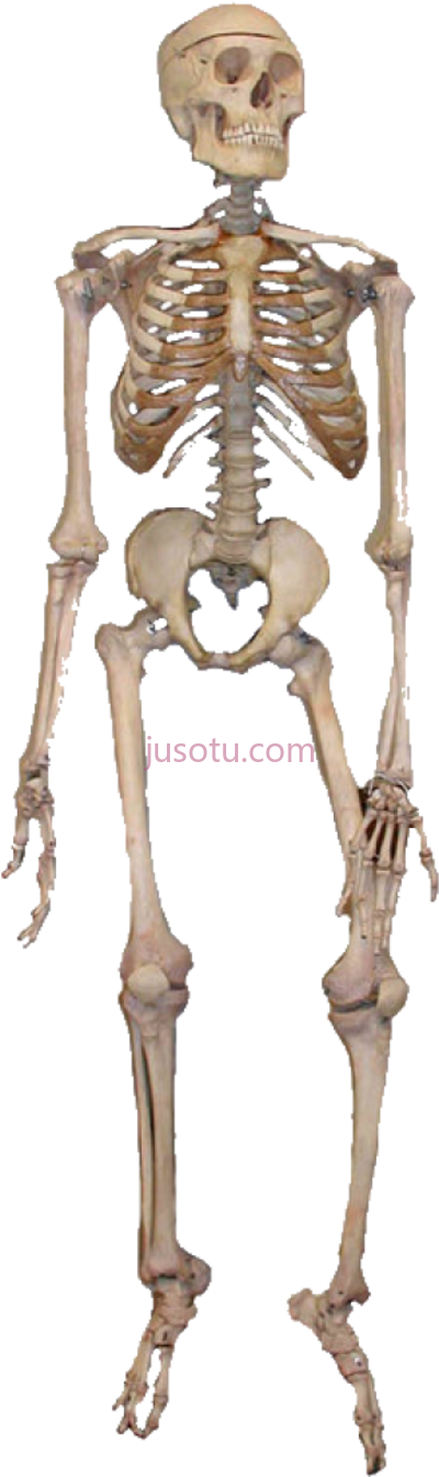 人体骨骼,human skeleton PNG