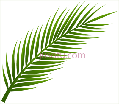 椰子树,leaf coconut tree PNG
