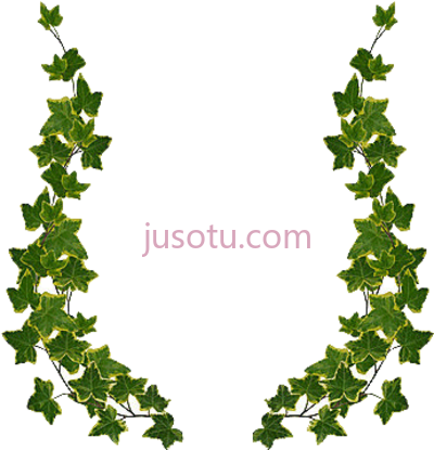 常春藤绿叶边,ivy frame green leaf border PNG