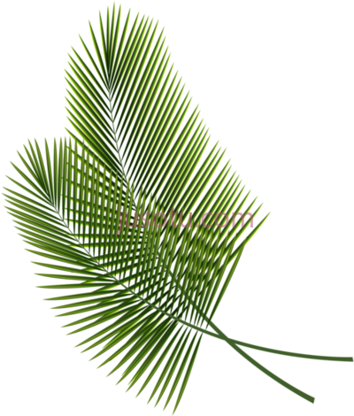 热带树叶,tropical leaves art PNG