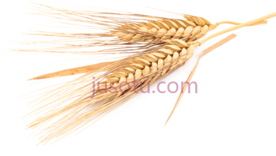 小麦,trigo PNG